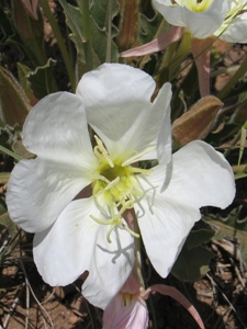 Oenothera spp.